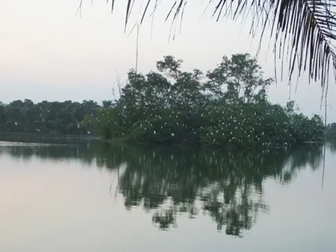 Mê mẩn “đảo cò” giữa lòng thành phố Hà Tĩnh