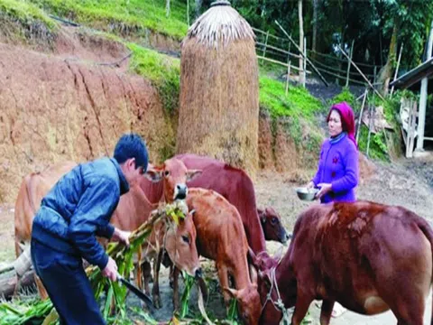 Quỳ Hợp (Nghệ An): Thanh niên người Thái làm kinh tế giỏi ở vùng đất Khủn Tinh