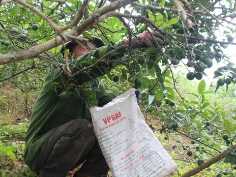 Trồng chanh trái vụ cho thu nhập cao ở miền núi xứ Nghệ