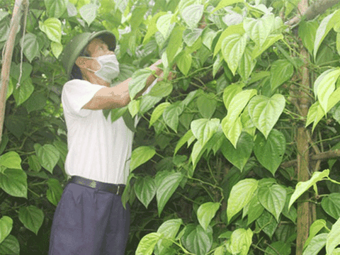 Hà Tĩnh: Cả dòng họ "hái ra tiền" nhờ trồng trầu không tiến vua