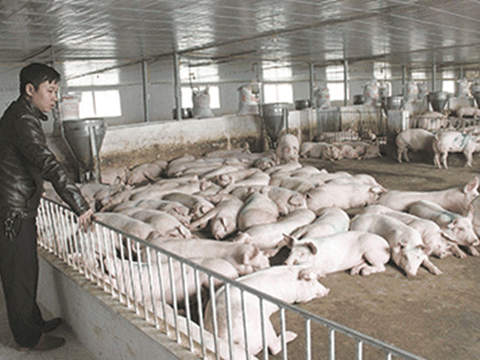 Từ bỏ mức lương “nghìn đô” về quê nuôi lợn với giấc mơ tỷ phú của chàng trai Hà Tĩnh