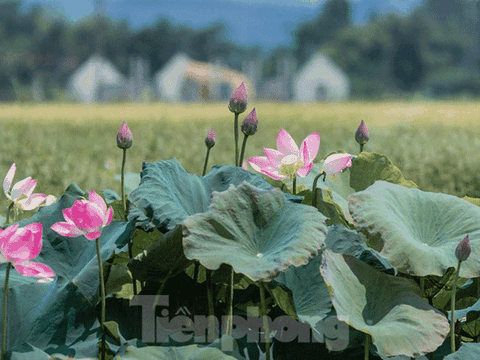 Tháng Năm về, ngắm sắc hương hoa sen bình dị ở quê Bác