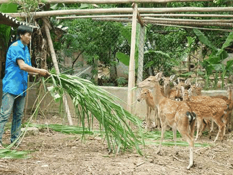 Hà Tĩnh: Chí làm giàu của chàng thanh niên trẻ