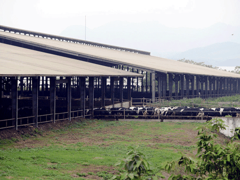 Dấu hiệu sai phạm tại THTruemilk và BacABank: Luật sư đề nghị Thống đốc Lê Minh Hưng vào cuộc