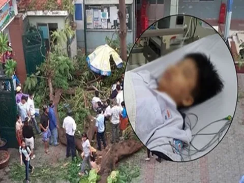 Học sinh bị cây đè trúng trong sân trường bàng hoàng nhớ lại: "Cây đổ ngay trước mặt mà con chạy không kịp, con sợ và đau lắm"