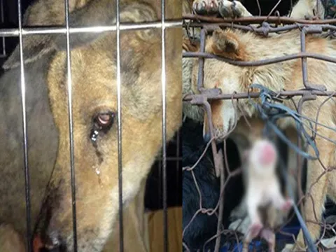 Sau khi Liên minh bảo vệ Chó, Mèo Châu Á (ACPA) lên tiếng, CĐM dậy sóng nổi lên 2 phe ý kiến trái chiều