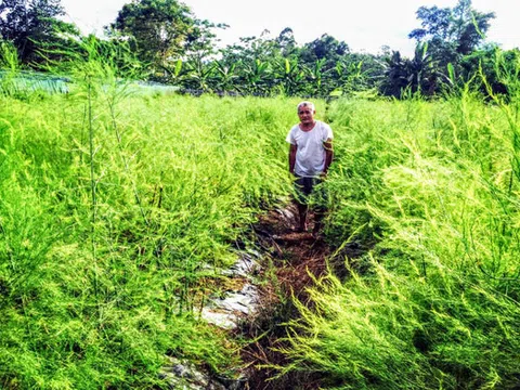 Nghệ An: Trồng vườn "rau vua" tốt um tùm, tưởng cỏ dại mà lại thu cả triệu đồng/ngày