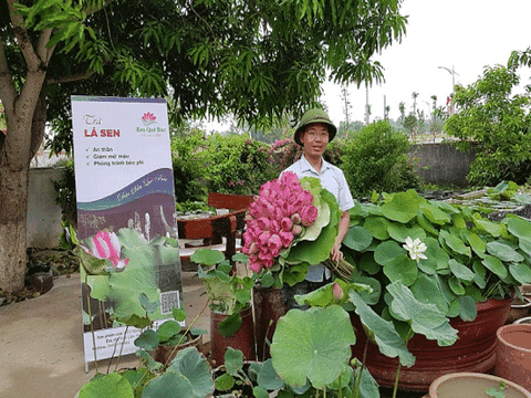 Chàng trai xứ nghệ về quê khởi nghiệp cùng hoa sen