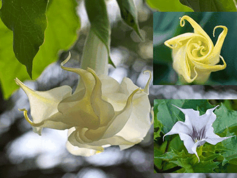 Ma dược khiến phụ nữ tự nguyện quan hệ và 2 công nghệ đáng sợ khác