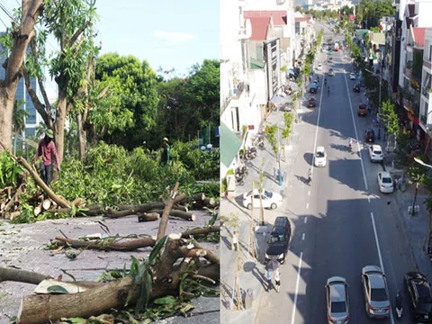 Hàng loạt cây xanh thành phố Vinh bị &#39;&#39;vặt trụi&#39;&#39; trong nắng nóng 40 độ