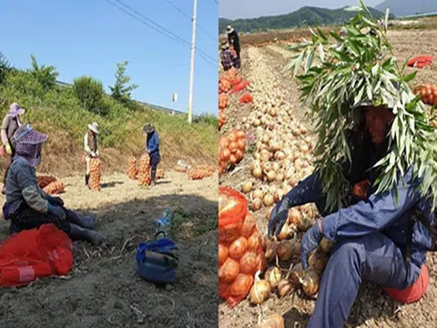 Đằng sau những đồng tiền gửi về từ Hàn Quốc của những người xuất khẩu lao động: Cái nắng xứ người làm em sáng mắt ra rồi