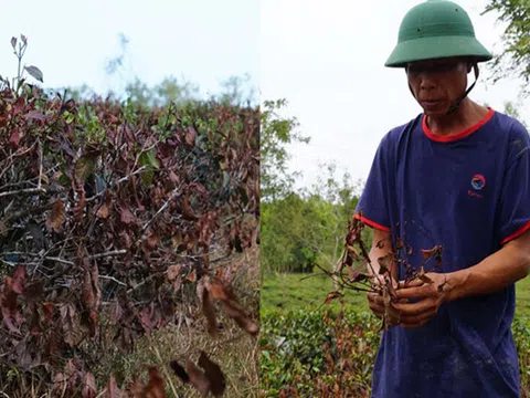 Nông dân Hà Tĩnh "méo mặt" vì chè chết cháy hàng loạt do nắng nóng