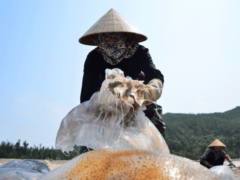 Hà Tĩnh: Nắng nóng, gió Lào thổi bỏng rát, dân vẫn ra vớt "lộc biển" kiếm bộn tiền.