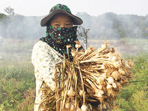 Hà Tĩnh: Trồng cây bản địa, nông dân xã miền thượng có nguồn thu cả tỷ đồng