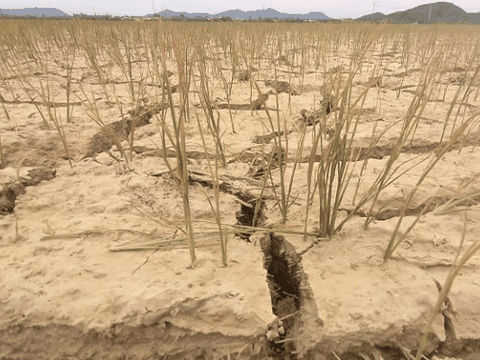 Nghệ An: Nắng nóng kéo dài, hàng nghìn ha lúa đứng trước nguy cơ bị xóa sổ