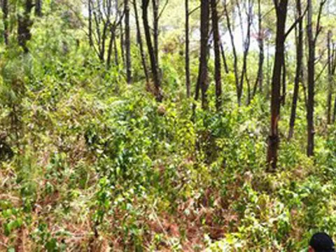 Nghệ An: Phát hiện người đàn ông treo cổ trên đồi thông