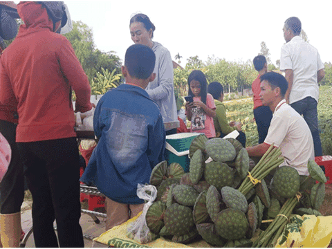 Yên Thành (Nghệ An): Trồng Sen – Mô hình kinh tế mới từ nguồn vốn vay ngân hàng chính sách xã hội