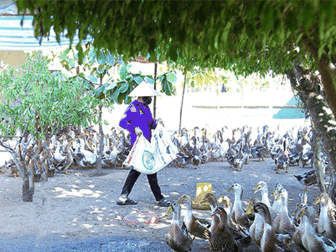 Sau khởi đầu đầy hứng khởi, nông dân Hà Tĩnh quyết "chơi lớn" với vịt biển