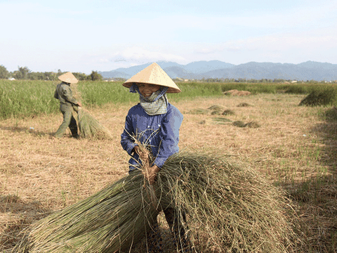 Hà Tĩnh: Về "ốc đảo" Hồng Lam giữa mùa thu hoạch cói