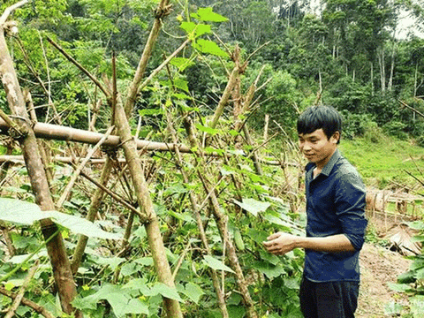 Vượt lên chính mình “nuôi” khát vọng trên non cao xứ Nghệ