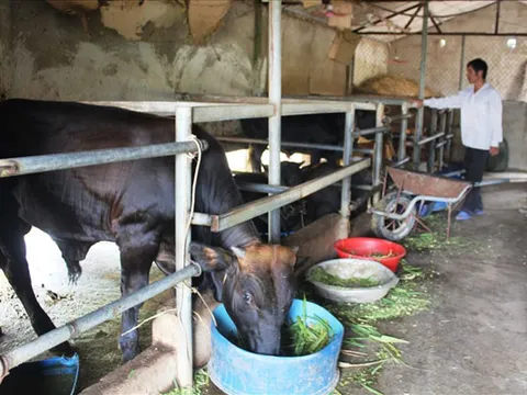 Hà Tĩnh: Hơn 700 hợp tác xã vi phạm, yếu kém phải giải thể