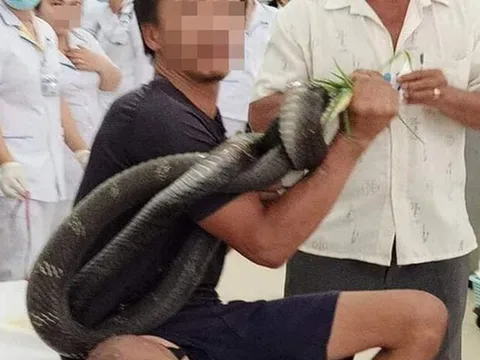 Sức khoẻ người đàn ông bị rắn hổ mang chúa cắn chuyển biến nặng: Chân bị hoại tử, nội tạng ảnh hưởng xấu
