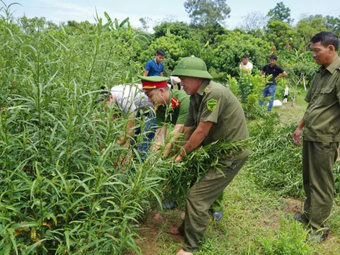 Phát hiện người phụ nữ trồng vườn cần sa cây cao 1,3-1,9m, sắp đến ngày thu hoạch