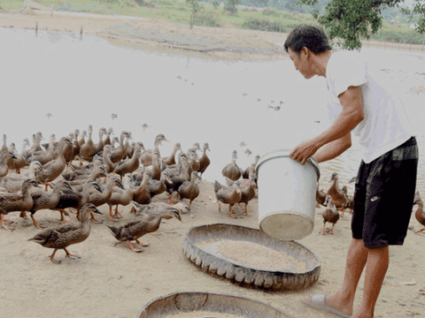 Hà Tĩnh: Đôi vợ chồng bỏ phố về quê, làm giàu từ đàn vịt trời