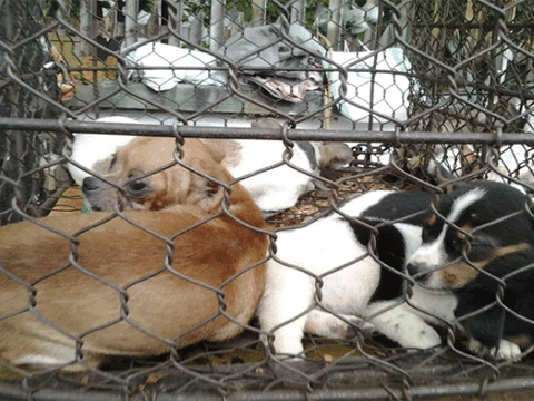 Cụ ông chết bất thường trong lúc mua chó dạo ở nhà người phụ nữ