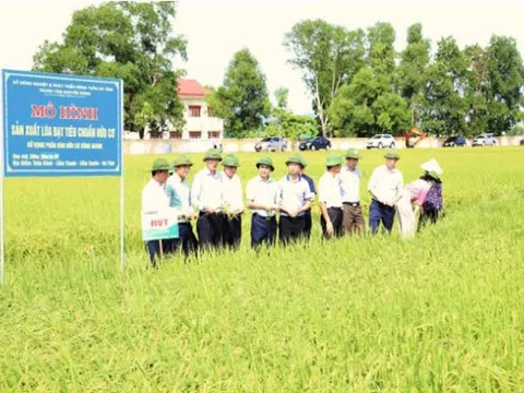 Hà Tĩnh: Sản xuất lúa chuyển dần theo hướng hữu cơ