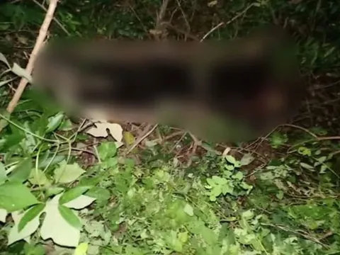 Phát hiện thi thể nữ đang phân huỷ trong rừng, nghi là giáo viên ở Hải Dương mất tích hơn 1 tháng trước