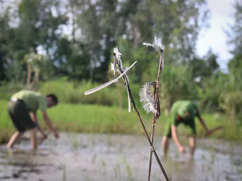 Mục sở thị “thiên la địa võng” tận diệt chim trời ở Hà Tĩnh