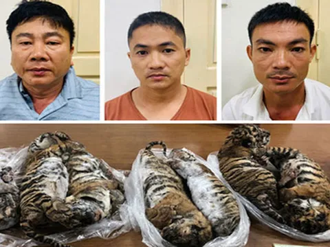 Nghệ An: Lĩnh 6 năm tù vì buôn bán hổ xuyên quốc gia