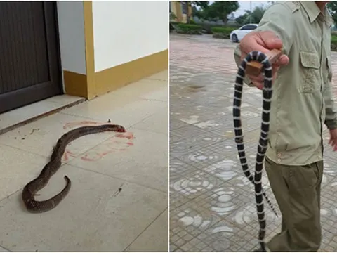 Nước lũ rút ở Hà Tĩnh: Văn phòng xuất hiện rắn độc, côn trùng bò khắp trường học