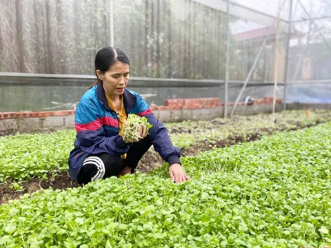 Đón đầu thị trường, nông dân ven đô Hà Tĩnh "bội thu” sau lũ