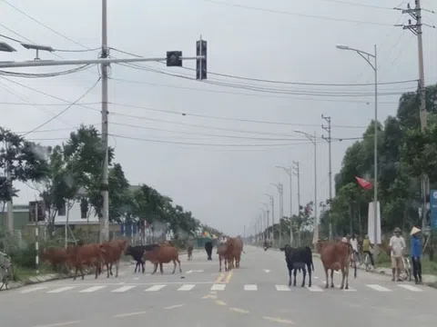 Hà Tĩnh: Bò thả rong “tung tăng” giữa khu đô thị