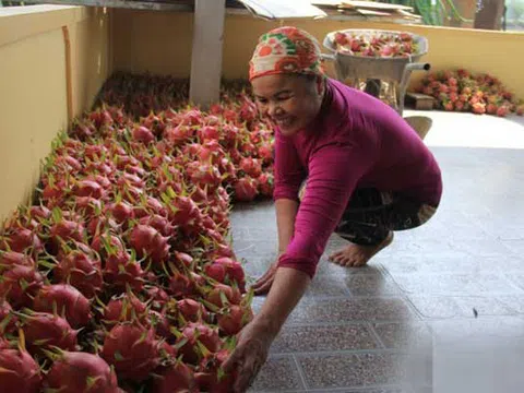 Người đàn ông biến "vùng đất chết" thành vựa thanh long lớn nhất Nghệ An