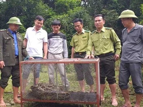 Hà Tĩnh: Thả trăn gấm nặng 35kg về môi trường tự nhiên ﻿