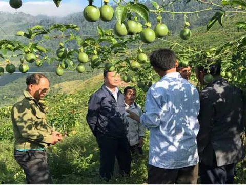 Nghệ An: Trên trồng chanh leo, dưới nuôi gà đen, dân bản Mông vùng biên thoát nghèo ngoạn mục