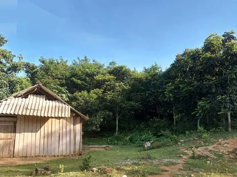 Nghệ An: Chưa được thuê đất, doanh nghiệp vẫn trồng hàng nghìn ha cao su?