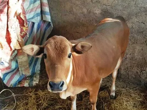 Hà Tĩnh: Con bò “đi lạc” do… danh sách