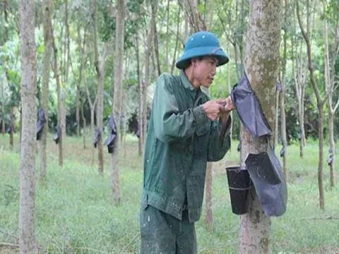Nghệ An: Tiếp vụ "Chưa được thuê đất, doanh nghiệp vẫn trồng hàng nghìn ha cao su?"