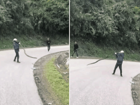 Nghệ An: Thót tim xem người đàn ông tay không quay rắn hổ mang chúa