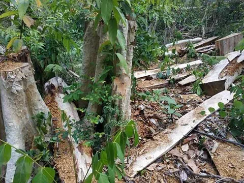 Đi phục kích lâm tặc, Giám đốc Khu Bảo tồn bất ngờ nhận tin nhắn "anh vào đây đã có người biết rồi"