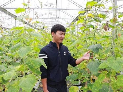 Chàng trai xứ Nghệ thu nhập tiền tỷ từ dưa lưới và rau quả sạch