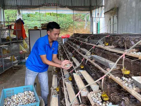 Nghệ An: Nghị lực của chàng thanh niên mồ côi cả cha lẫn mẹ với thu nhập trăm triệu đồng mỗi tháng