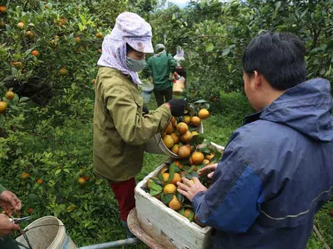 Cây cam ở Hà Tĩnh: Nguy cơ “vỡ trận”