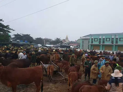 Nghệ An: Nhộn nhịp phiên chợ trâu, bò lớn nhất vùng Bắc Trung Bộ